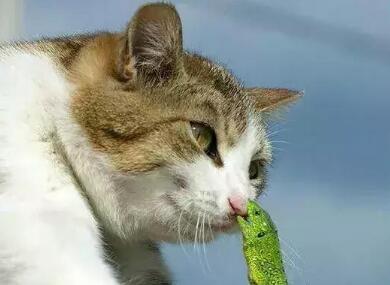 能把人笑死的网名