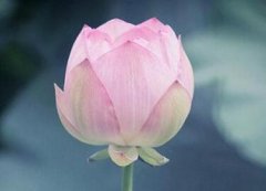 带来好运的佛教微信名四个字