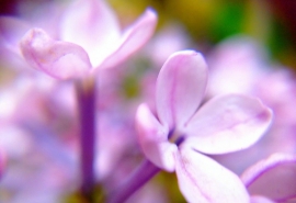 伤感女生两个字的网名、梦执